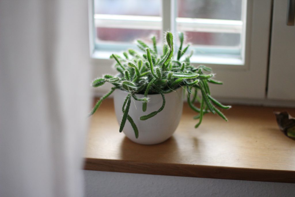 窓際に置かれた植物